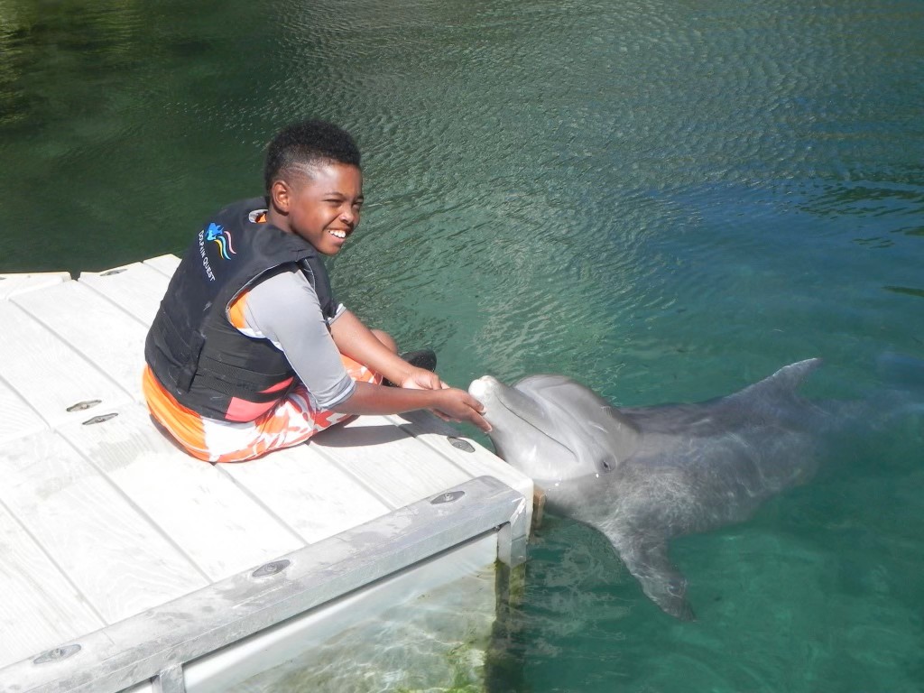 Dolphin photo